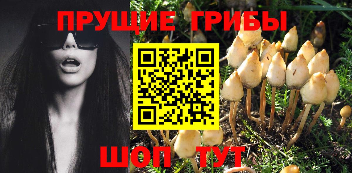 Псилоцибиновые грибы Psilocybe Ессентуки